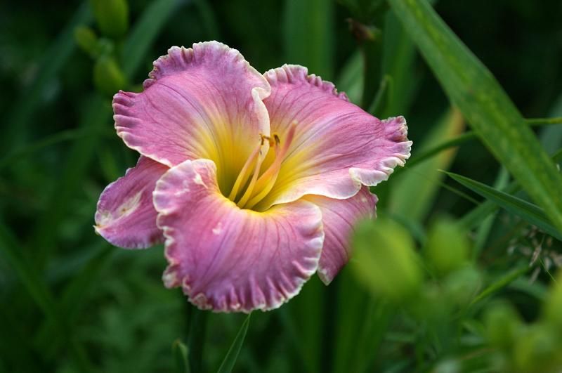 Perfect Pink Porcelain x Belle of Ashwood photo Daylily-Seedling_zps2ad0311e.jpg